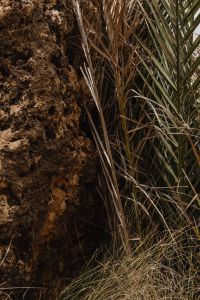 Kaboompics - Dry Reeds and Palm-Like Leaves Beside a Rocky Cliff