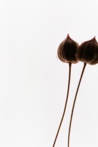 Kaboompics - Sparse Dried Stems With Seed Pods Clean Neutral Background
