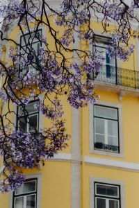 Kaboompics - Purple Blossoms Frame a Yellow Lisbon Building Facade and Balcony