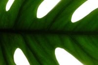 Kaboompics - Monstera Leaf Veins Backlit Macro Botanical Texture