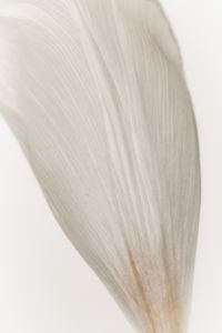 Kaboompics - Single White Lily Petal Soft Texture Minimal Background