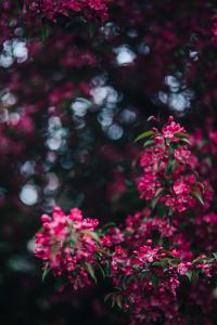 Kaboompics - Pink Flower Clusters Framing Dark Copy Space