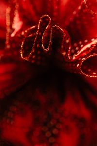 Kaboompics - Close-up of the red tulle bow