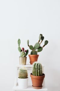 Kaboompics - Mixed Cacti and Opuntia in a Minimal Plant Arrangement