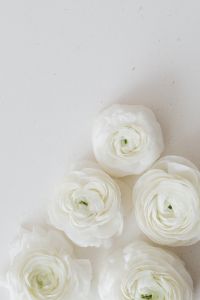 Kaboompics - White Ranunculus Blooms on Pale Beige Surface with Minimal Floral Copy Space