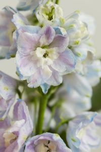 Kaboompics - Close-Up Pale Blue Flower with Soft Focus Floral Background