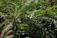 Kaboompics - Tall Tropical Palm Trees Framed by Botanical Garden Foliage
