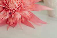 Kaboompics - Houseplant Flower Detail with Neutral Styling
