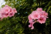 Kaboompics - Pink Oleander Flowers on Green Bush