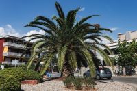 Kaboompics - Palm trees in Spain