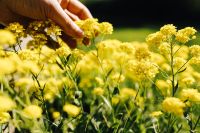 Kaboompics - Hand Holding Small Yellow Flowers in a Summer Field