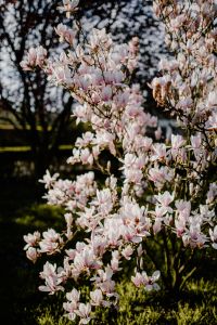 Kaboompics - Magnolia Tree Branches with Pink Spring Blossoms