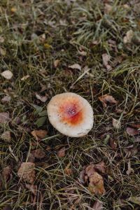 Kaboompics - Single Red and White Fly Agaric Mushroom in Grass