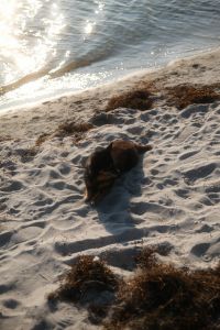 Kaboompics - Dog on Sandy Shore with Seaweed and Waves