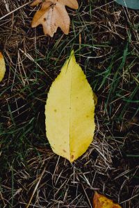 Kaboompics - Birch Bark and Wood Chips Forming a Forest Floor Texture