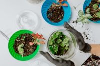 Kaboompics - Overhead Terrarium DIY Supplies with Potting Soil, Moss and Tropical Plant Cuttings