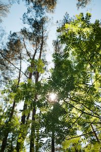 Kaboompics - Sunlit Tree Canopy with Green Leaves