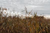 Kaboompics - Reeds Along the Lake Shore Under a Gray Cloudy Sky