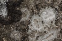 Kaboompics - Gray Brown Stone Surface with Irregular Natural Mottling