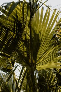 Kaboompics - Portrait Palm Leaves as a Tropical Garden Background