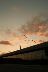 Kaboompics - Birds Flying Over Malaga Waterfront