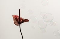 Kaboompics - Brown Flower Stem with Iridescent Soap Bubbles on White Background