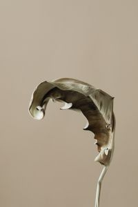 Kaboompics - Curled Dried Leaf And Stem On Beige Background