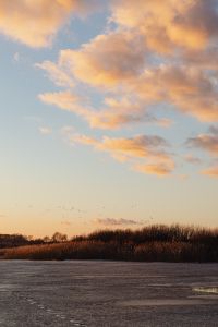Kaboompics - Winter Reed Shore and Frozen Lake beneath a Pastel Sunset Sky