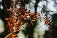 Kaboompics - Brown Conifer Needles in Close-Up