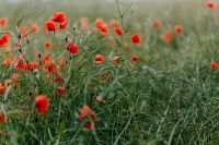 Kaboompics - A field of Red Poppies