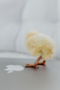 Kaboompics - Newborn little chicken and laptop