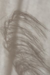 Kaboompics - Soft Elongated Plant Shadow on Neutral Fabric