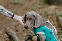 Kaboompics - Dog dressed in post-surgery clothes - Recovery Suit