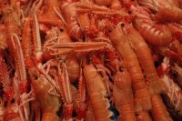 Kaboompics - Close-Up of Orange Langoustines at a Seafood Market