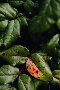 Kaboompics - Dark Green Leaf Texture With Burgundy Stems