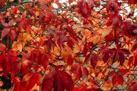 Kaboompics - Red Autumn Leaves on a Branch