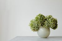 Kaboompics - Green Hydrangea Close-Up on a Light Background