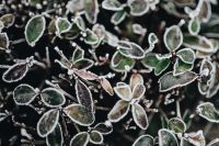 Kaboompics - Macro Frost Crystals Along Green Leaf Edges