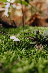 Kaboompics - White Mushrooms Growing in Moss Close Up