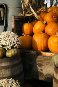 Kaboompics - Pumpkins and White Chrysanthemums Beside a Vintage Truck