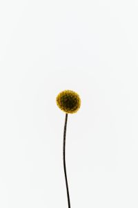Kaboompics - Single Craspedia Flower On Long Stem Clean Background