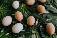 Kaboompics - Fresh eggs on the green leaves