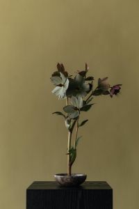Kaboompics - Dark Floral Arrangement with White and Purple Flowers