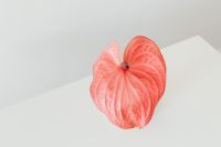 Kaboompics - Pink Anthurium on Geometric Beige and White Background