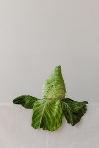 Kaboompics - Pointed Savoy Cabbage on Light Background, Green Vegetable Still Life