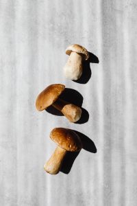 Kaboompics - Three Boletus Mushrooms With Strong Sunlit Shadows