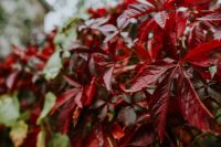 Kaboompics - Close-ups of leaves, flowers and fruit on trees, part 2