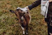 Kaboompics - A woman petting a lovely brown goat