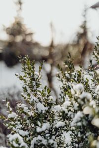 Boxwood covered with fresh snow
