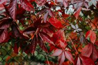 Kaboompics - Close-ups of leaves, flowers and fruit on trees, part 2